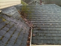 roof-cleaning-moss-1