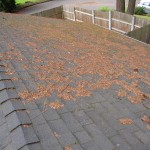 More Roof Cleaning Pictures From JNR, Your Certified Roof Cleaning Expert In Portland OR!
