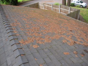 roof cleaning debris removal before