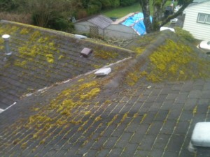 Mossy roof in Oregon 1