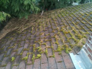 roof cleaning moss removal (2)