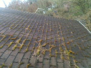 roof cleaning moss removal treatment a