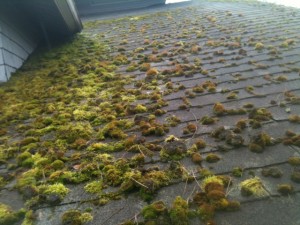 very mossy roof 1
