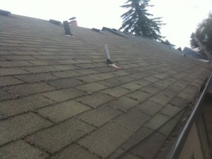 3 tab roof moss cleaning 1