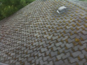 Presi roof moss removal 1