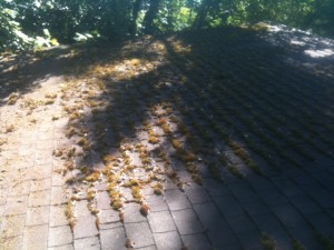 Boring OR Roof cleaning 1