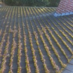 roof and gutter cleaning leave and debris removal moss treatment from JNR