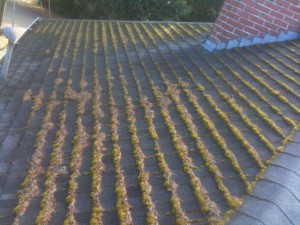 portland roof moss removal 1