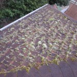 Moss infestation in Milwaukie roof cleaning moss removal and treatment.
