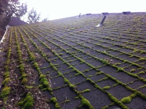 Roof Moss Removal And New Pipe Vents Dialed In By JNR. Clean roof and leak hazards fixed all in the same day