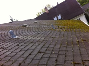 Moss and Algae removal, get your roof looking brand new again.  Job of the day