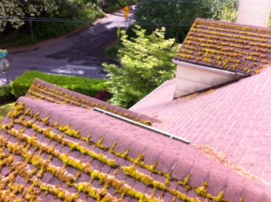 Roof cleaning in SW Portland photos of the day. From JNR Industries the Happy Valley Roof Cleaners