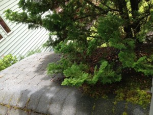 Roof maintenance on a shed. Epic cleaning.